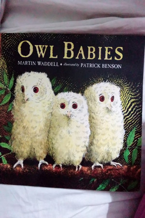 Owl Babies